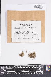Dicranella cerviculata image