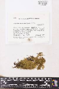 Lopidium concinnum image