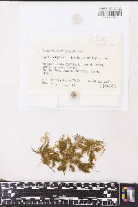 Lopidium struthiopteris image