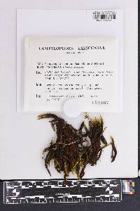 Campylopus exasperatus image
