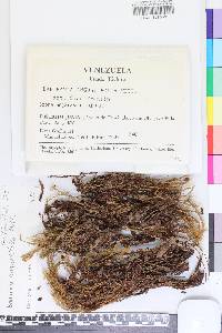 Bartramia angustifolia image