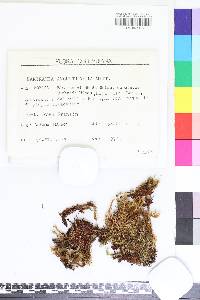 Bartramia angustifolia image
