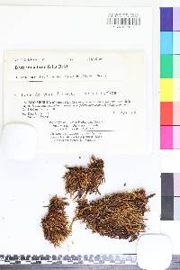 Bartramia brevifolia image