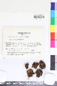 Bartramia brevifolia image