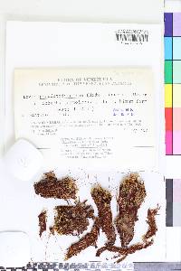 Ptychostomum pseudotriquetrum image