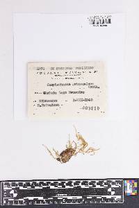 Looseria orbiculata image