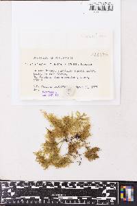 Homaliodendron flabellatum image