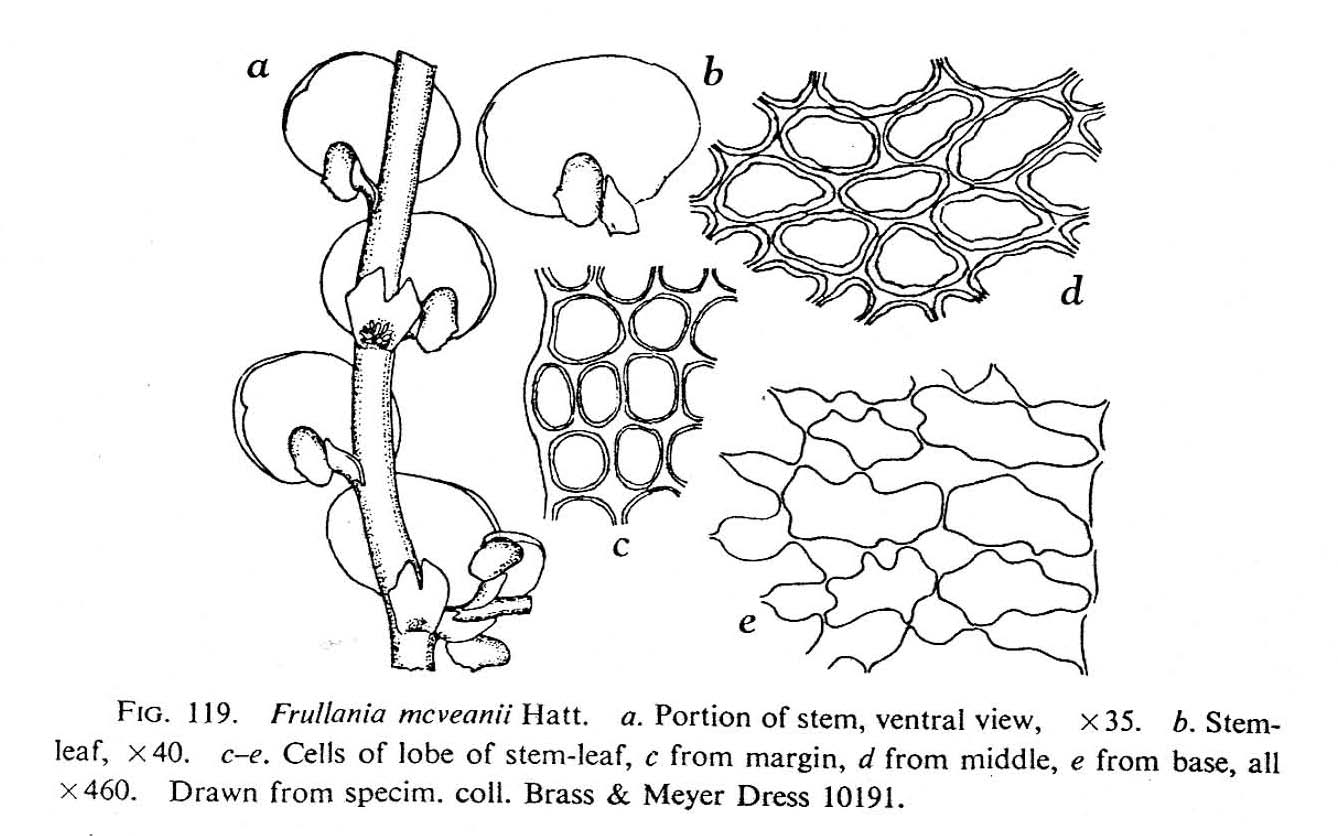 Frullania mcveanii image