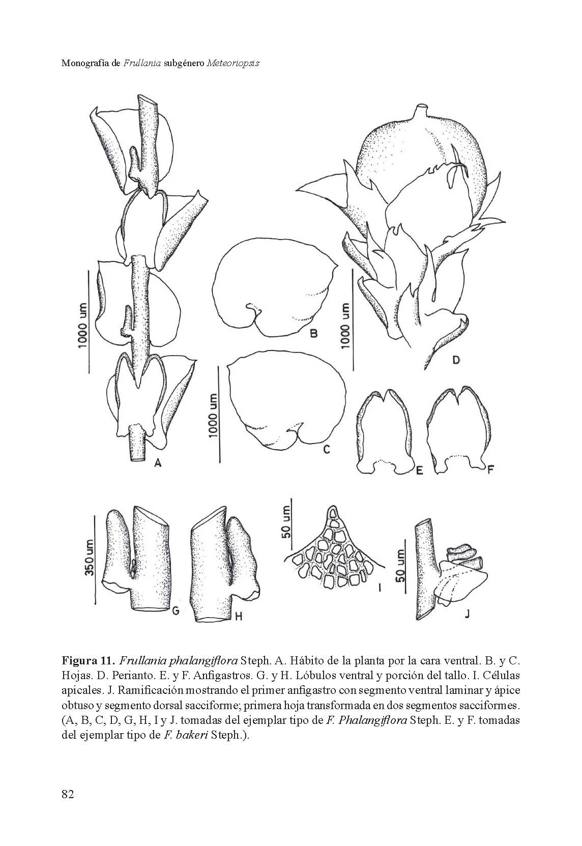 Frullania phalangiflora image