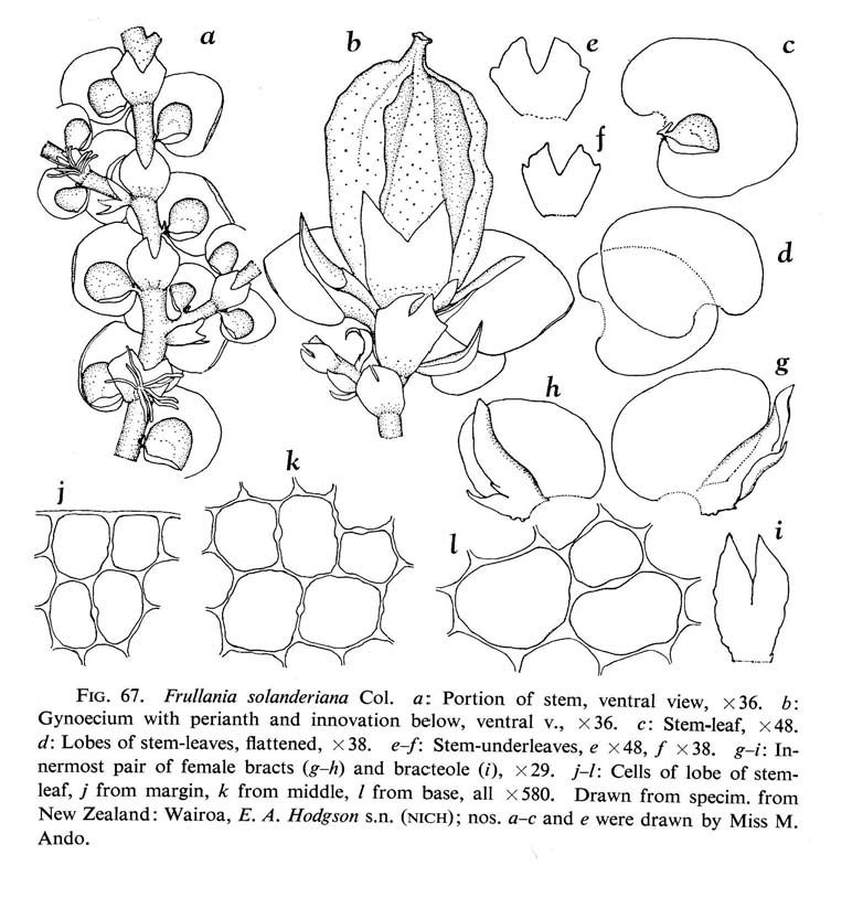 Frullania solanderiana image