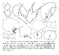 Frullania inflexiloba image