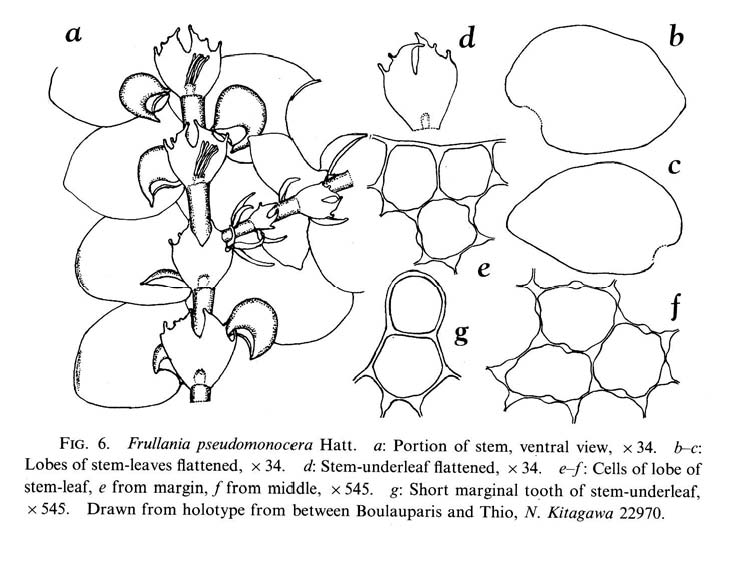 Frullania pseudomonocera image