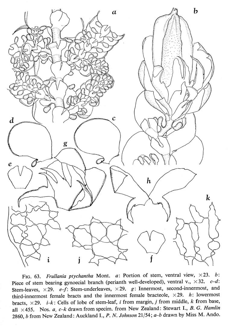 Frullania ptychantha image