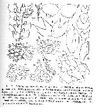 Frullania apiculata image