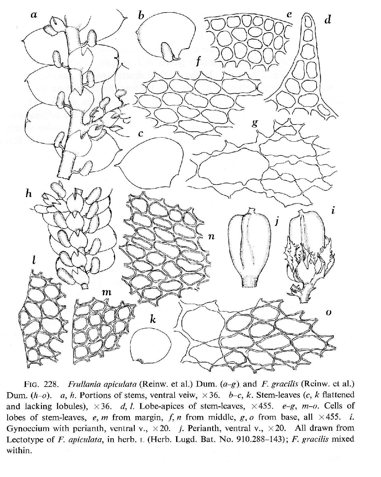 Frullania gracilis image
