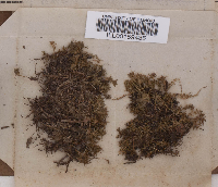 Rhodobryum roseum image