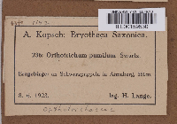 Orthotrichum pumilum image