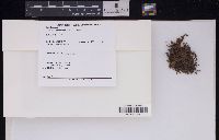 Bazzania japonica image