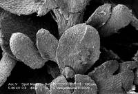 Frullania magellanica image