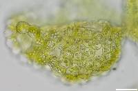 Myriocoleopsis minutissima image