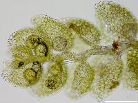 Myriocoleopsis minutissima image