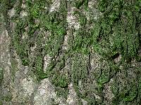 Dendroalsia abietina image