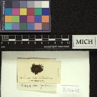Grimmia trichophylla image