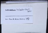 Schistidium trichodon image