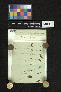 Ptychostomum longisetum image