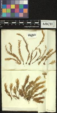 Fissidens nobilis image