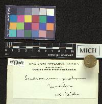 Pseudisothecium prolixum image