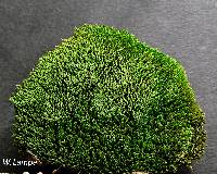 Bryum argenteum image