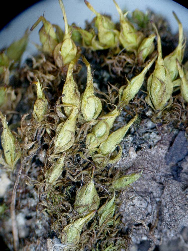Funariaceae image