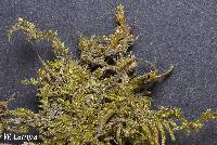 Taxiphyllum taxirameum image
