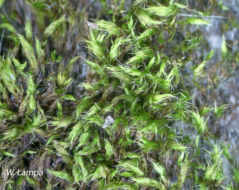 Gemmabryum caespiticium image