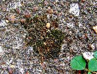 Image of Grimmia plagiopoda