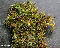 Haplocladium microphyllum image