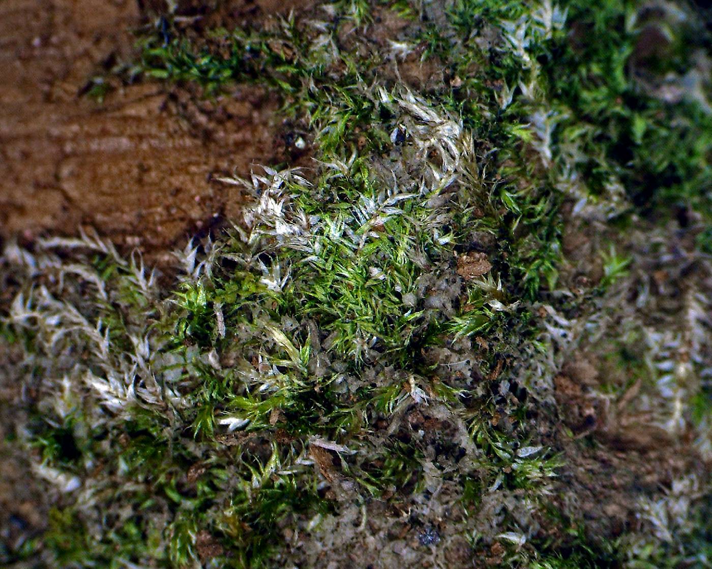 Isopterygium tenerum image