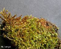Image of Bryum pseudotriquetrum