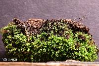 Rosulabryum laevifilum image