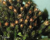 Image of Grimmia apocarpa