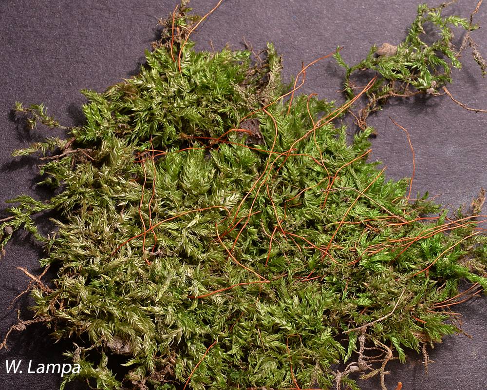 Sematophyllum demissum image