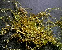 Sematophyllum marylandicum image