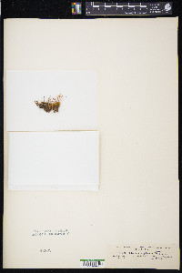 Distichium capillaceum image
