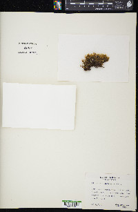 Dicranum spadiceum image