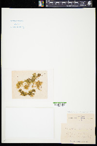 Brachytheciastrum velutinum image
