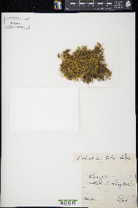 Kindbergia praelonga image