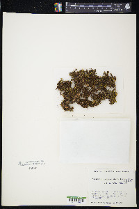Groutiella apiculata image
