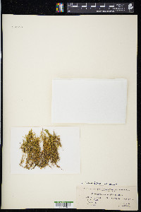 Helodium blandowii image