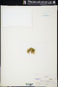 Circulifolium exiguum image
